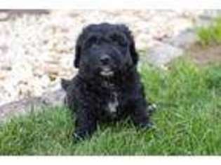 Mutt Puppy for sale in Adamstown, PA, USA