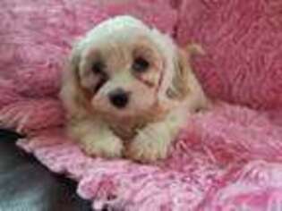 Cavachon Puppy for sale in Ephrata, PA, USA