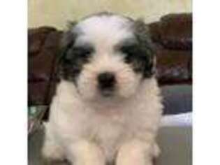 Maltese Puppy for sale in Wildomar, CA, USA