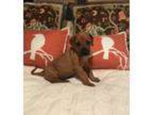 Rhodesian Ridgeback Puppy for sale in Manning, SC, USA