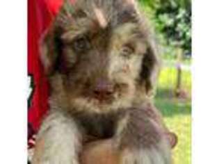 Labradoodle Puppy for sale in Lexington, GA, USA