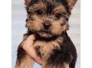 Yorkshire Terrier Puppy for sale in Plymouth, MA, USA