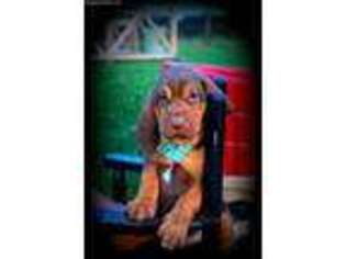 Bloodhound Puppy for sale in Johnson City, TN, USA
