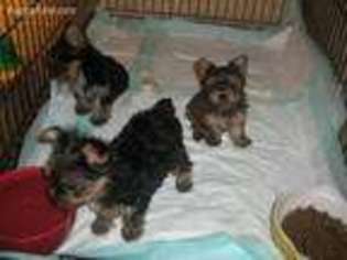 Yorkshire Terrier Puppy for sale in Lawn, TX, USA