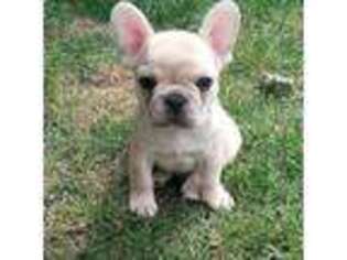 French Bulldog Puppy for sale in Uniondale, NY, USA