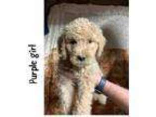 Goldendoodle Puppy for sale in San Gabriel, CA, USA