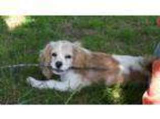 Cavachon Puppy for sale in Braham, MN, USA