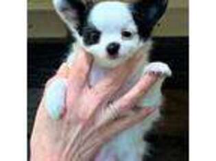 Chihuahua Puppy for sale in Red Bluff, CA, USA