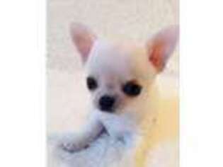 Chihuahua Puppy for sale in Edwardsburg, MI, USA