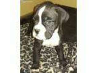 Boxer Puppy for sale in Cullman, AL, USA