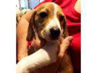 Beagle Puppy for sale in Denver, CO, USA