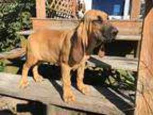 Bloodhound Puppy for sale in Macy, IN, USA