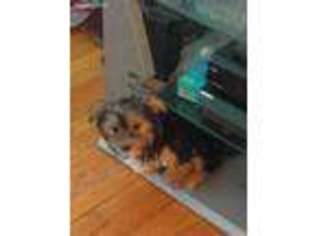 Yorkshire Terrier Puppy for sale in Newton, NJ, USA