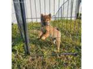 Shiba Inu Puppy for sale in Lagrange, IN, USA