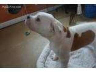 American Bulldog Puppy for sale in Mount Pleasant, IA, USA