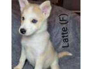 Mutt Puppy for sale in Cleveland, MN, USA
