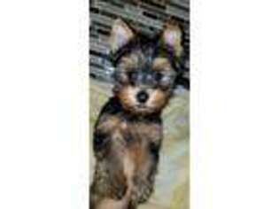 Yorkshire Terrier Puppy for sale in Stamford, CT, USA
