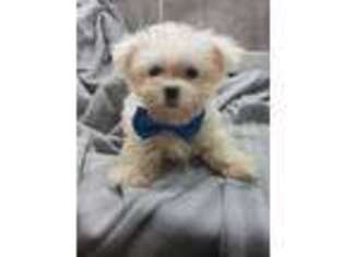 Maltese Puppy for sale in Troy, IL, USA
