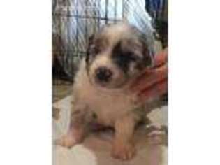Australian Shepherd Puppy for sale in Buxton, OR, USA
