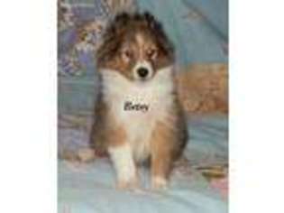 Shetland Sheepdog Puppy for sale in Louisville, KY, USA