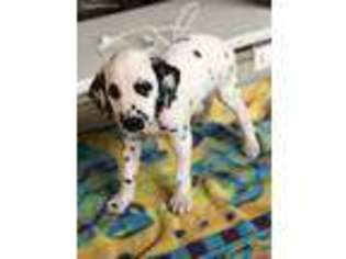 Dalmatian Puppy for sale in Kennewick, WA, USA