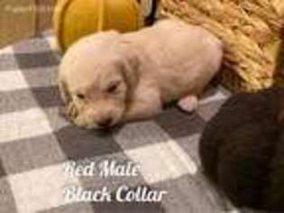 Labradoodle Puppy for sale in Poth, TX, USA