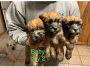 Soft Coated Wheaten Terrier Puppy for sale in Port Orchard, WA, USA