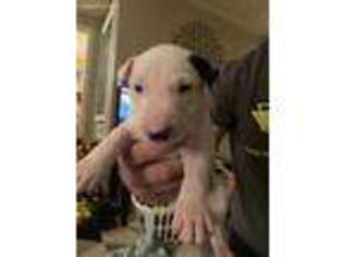 Bull Terrier Puppy for sale in Tacoma, WA, USA
