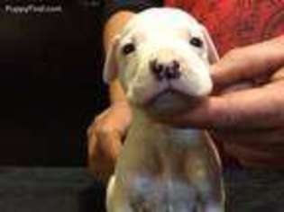Dogo Argentino Puppy for sale in Hot Springs, AR, USA