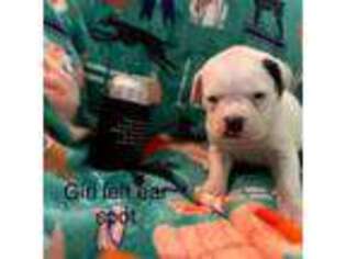 American Bulldog Puppy for sale in Benton Harbor, MI, USA