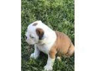 Bulldog Puppy for sale in Marianna, FL, USA
