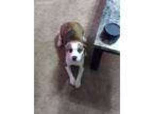 Beagle Puppy for sale in Pennsauken, NJ, USA