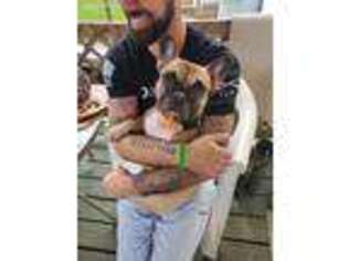 French Bulldog Puppy for sale in Latrobe, PA, USA