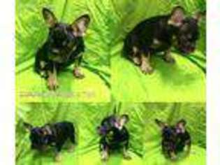 French Bulldog Puppy for sale in Millbury, MA, USA