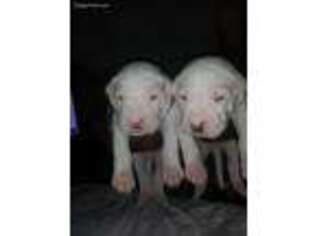 Dogo Argentino Puppy for sale in Subiaco, AR, USA
