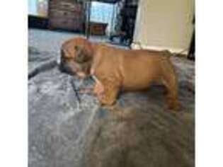 Bulldog Puppy for sale in Sycamore, IL, USA
