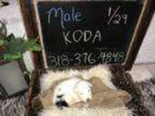 Mutt Puppy for sale in West Monroe, LA, USA