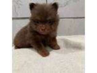 Pomeranian Puppy for sale in South Gate, CA, USA