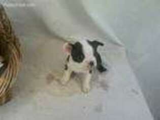 Boston Terrier Puppy for sale in Salina, KS, USA