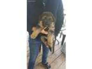 German Shepherd Dog Puppy for sale in Benton, IL, USA