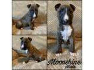 Bull Terrier Puppy for sale in Brigham City, UT, USA