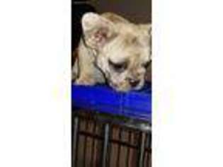 French Bulldog Puppy for sale in El Cajon, CA, USA