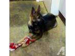 German Shepherd Dog Puppy for sale in CHICHESTER, NH, USA