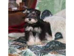 Mutt Puppy for sale in Le Grand, CA, USA
