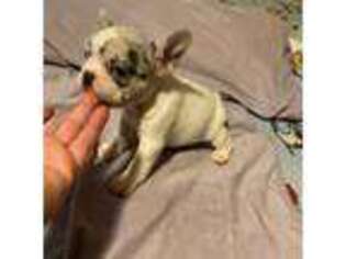 French Bulldog Puppy for sale in Coldwater, MS, USA