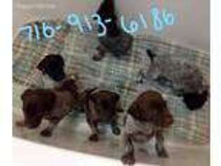 German Shorthaired Pointer Puppy for sale in Cambridge Springs, PA, USA