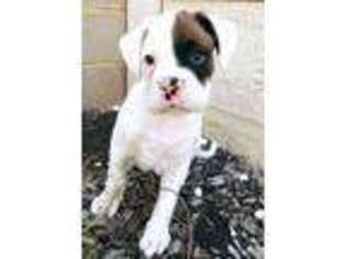 Boxer Puppy for sale in Amite, LA, USA