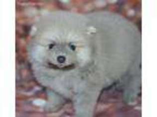 Pomeranian Puppy for sale in Tonganoxie, KS, USA