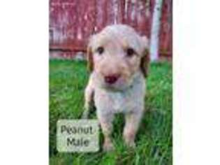 Labradoodle Puppy for sale in Edmonds, WA, USA