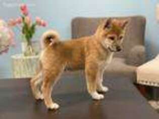 Shiba Inu Puppy for sale in Lawrenceville, GA, USA